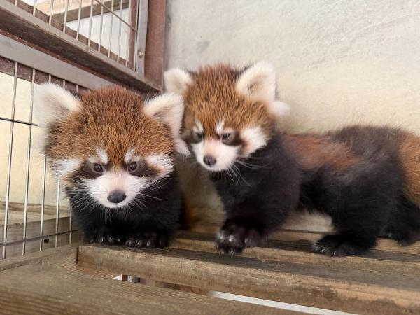 レッサーパンダの赤ちゃん(かんたとアケビの仔)