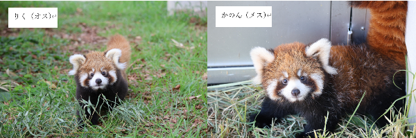 レッサーパンダの赤ちゃんの愛称決定