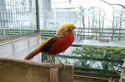 鯖江市西山動物園