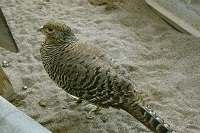 鯖江市西山動物園