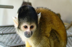 鯖江市西山動物園