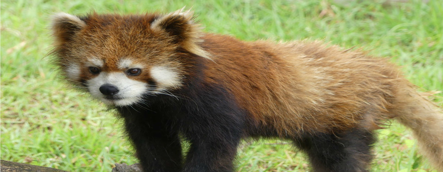レッサーパンダ