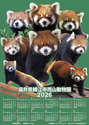 2026年のレッサーパンダカレンダー