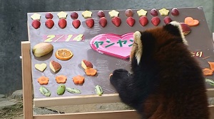 レッサーパンダの「キラリ」が来園。バレンタインのイベント