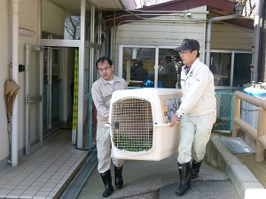 レッサーパンダ「シンシン」が旅立ち