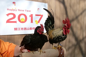 チャボと記念撮影をしてみよう