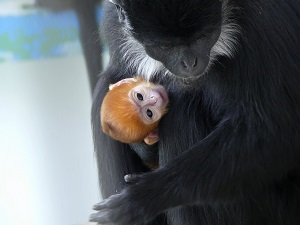 フランソワルトンの赤ちゃんが誕生しました