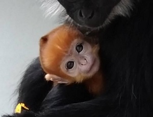 フランソワルトンの赤ちゃんが誕生しました