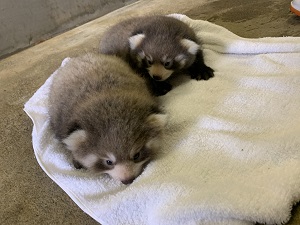 レッサーパンダの双子の赤ちゃんが誕生　愛称を募集