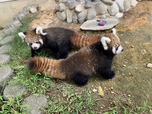 レッサーパンダ　双子の赤ちゃん