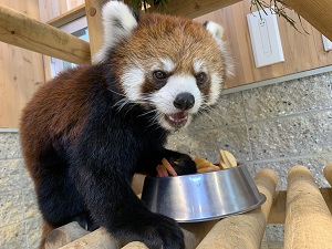 レッサーパンダ　ピースケが他園館に移動します