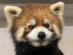 レッサーパンダの「かんた」の一般公開の開始について