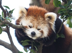 レッサーパンダ写真展「みんなの　ほっこり　ねがお」を開催