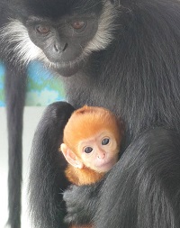 フランソワルトンの赤ちゃんが誕生しました