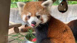 レッサーパンダ写真展「みんなの　もぐもぐ　タイム」を開催