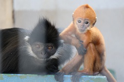 フランソワルトンのオスの赤ちゃん