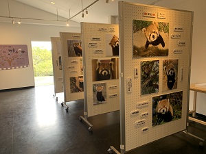 レッサーパンダ写真展　第5弾「みんなの推しパン〜推しパン総選挙結果発表〜」