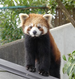 レッサーパンダのカイト
