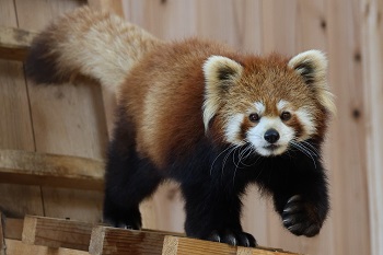 レッサーパンダのニーコが他園館に移動します