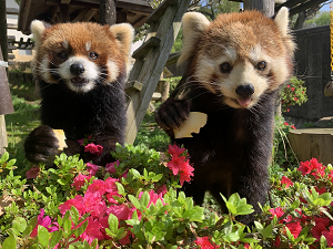 西山動物園感謝祭を開催します