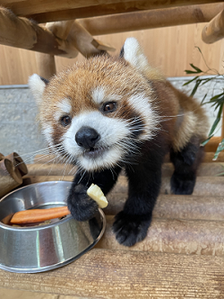 西山動物園感謝祭を開催します