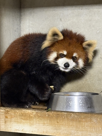 レッサーパンダ「アケビ」の到着および一般公開予定について