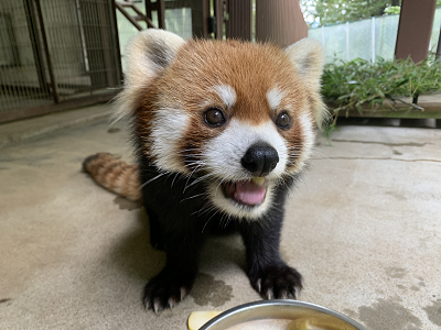 レッサーパンダ（愛称：ミンファ）の死亡について