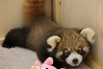 オスのレッサーパンダの赤ちゃん