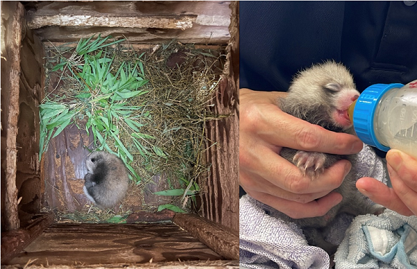 レッサーパンダに赤ちゃんが生まれました"