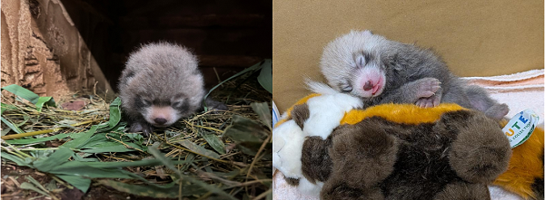 レッサーパンダに赤ちゃんが生まれました"