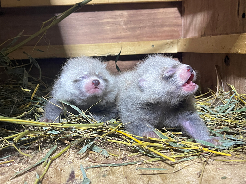 レッサーパンダのアケビが出産しました"