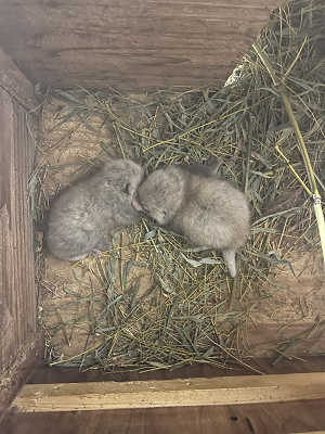レッサーパンダのアケビが出産しました"