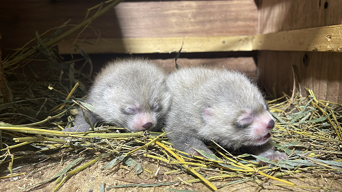 レッサーパンダのアケビが出産しました"