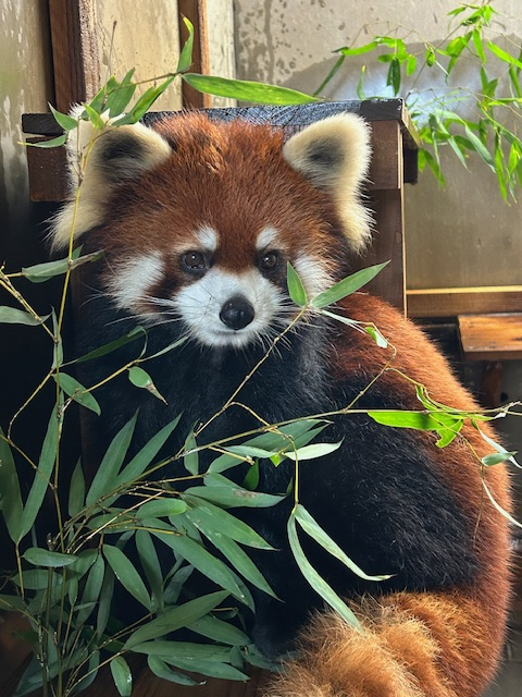 来園するレッサーパンダ「アケビ」