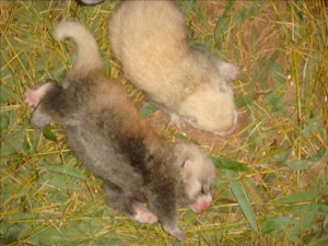 双子のレッサーパンダの赤ちゃんが2組誕生