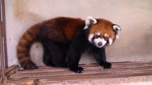 レッサーパンダのメス、シュララが旅立ちました