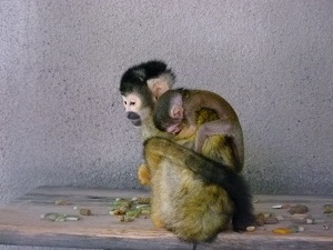 ボリビアリスザルに赤ちゃん誕生