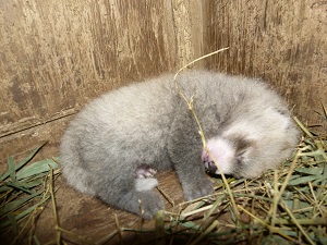 レッサーパンダの赤ちゃん誕生