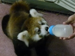 レッサーパンダの赤ちゃんの人工哺育