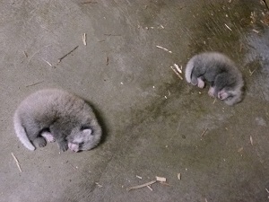 レッサーパンダの赤ちゃん誕生
