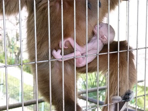 シロテテナガザルに赤ちゃんが生まれました