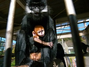 フランソワルトンの赤ちゃんが誕生