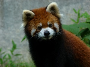 レッサーパンダのチャタが死亡