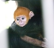 フランソワルトンの赤ちゃんが死亡