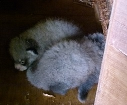 レッサーパンダに3頭の赤ちゃんが誕生