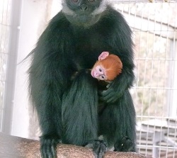 フランソワルトンの赤ちゃんが誕生