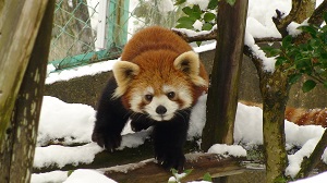 レッサーパンダの「チャオ」が旅立ち