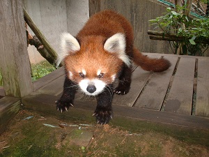 レッサーパンダのランランが死亡