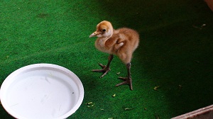 タンチョウのヒナが死亡しました