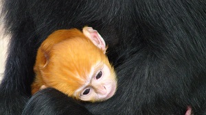 フランソワルトンの赤ちゃんが誕生